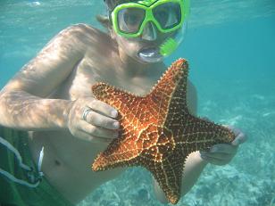 Starfish snorkeling