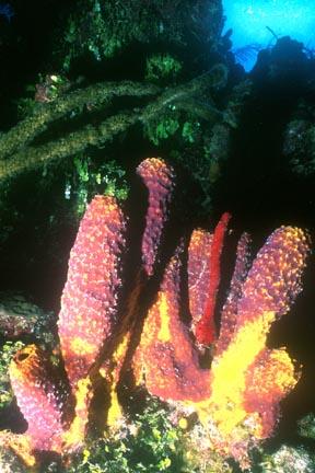 Sponge Cluster by Harriette Fisher